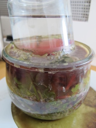 photograph of jar containing Fermentation experiment - rainbow chard and beetroot leaves